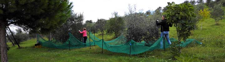 olijfboompjes