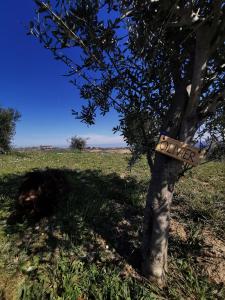 certificate olijfboom AjaBertTaverne-(6)