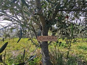 certificate olijfboom AlbertienSchotgerrits-(2)