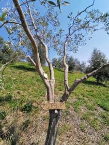 certificate olijfboom BettineVeenstra-(4)