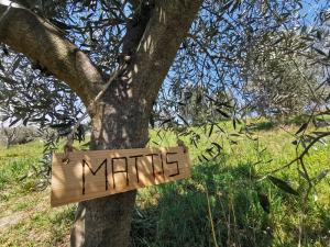 certificate olijfboom ElsJoeriMattisVanPul-(9)