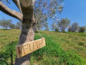 certificate olijfboom GerdieVenneman-(3)