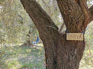 certificate olijfboom GjaltLauraGiannaYulanDeWijs-(2)