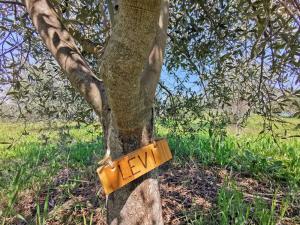 certificate olijfboom MarliesVanAmerom-(1)