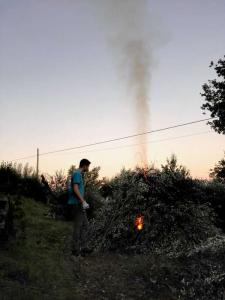 Olivenpluk_villa_bussola (1)