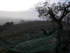 Olivenpluk_villa_bussola (12)