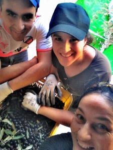 Olivenpluk_villa_bussola (19)