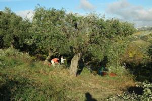 Olivenpluk_villa_bussola (29)