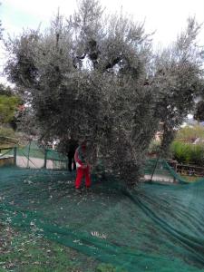 Olivenpluk_villa_bussola (36)