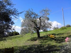 Olivenpluk_villa_bussola (4)