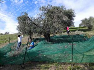 Olivenpluk_villa_bussola (48)